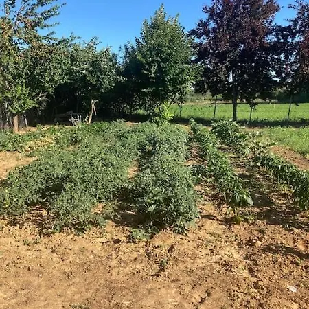 Dag Evi Halic